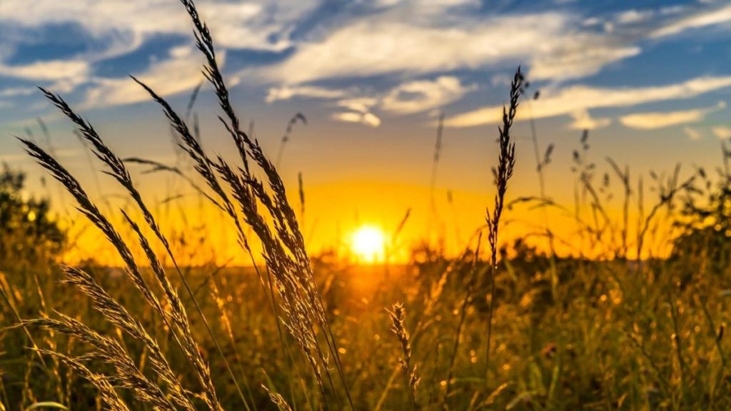 An orange sun sets behind a field of grass. The sky above the sunset is beginning to turn darker and bluer.